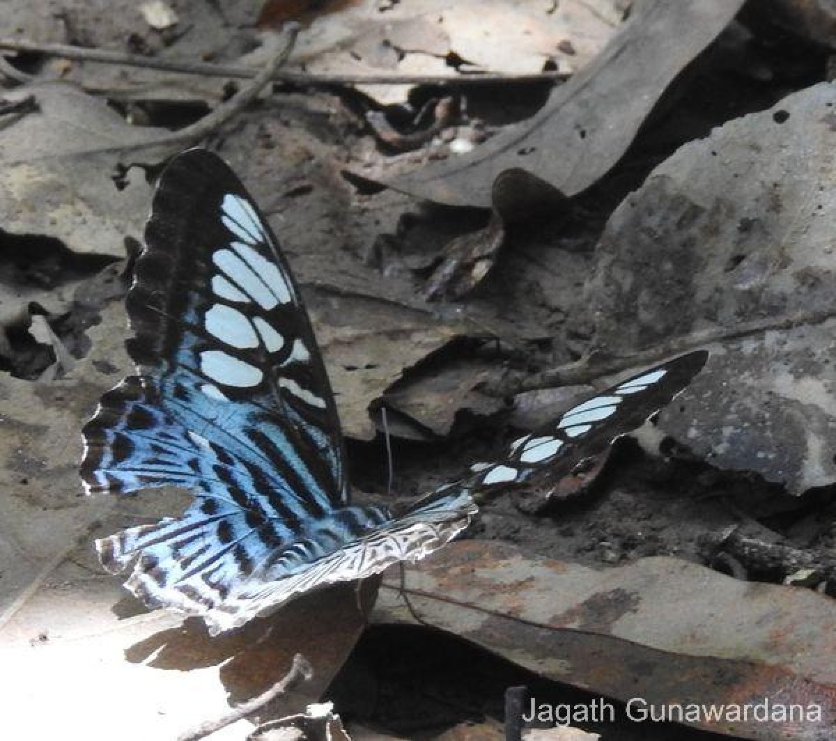 Parthenos sylvia Moore, 1877